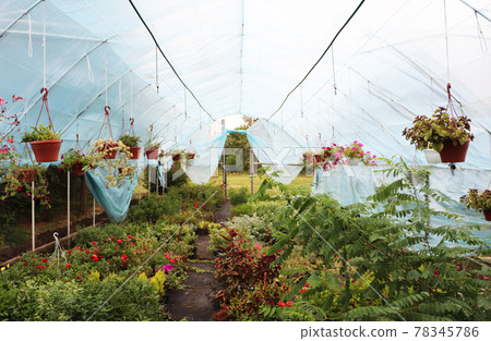 Large greenhouse with flowers. Beautiful flowers Large greenhouse with flowers. Beautiful flowers 78345786