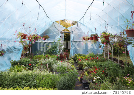 Large greenhouse with flowers. Beautiful flowers 78345798