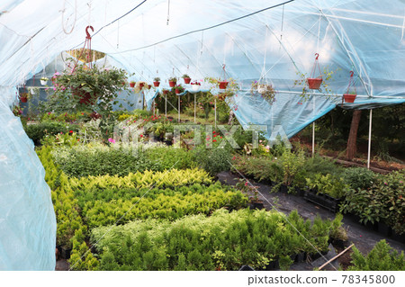 Large greenhouse with flowers. Beautiful flowers Large greenhouse with flowers. Beautiful flowers 78345800