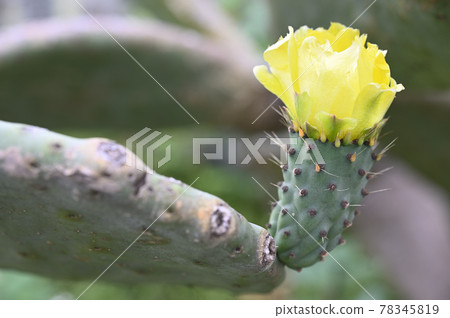 小仙人掌花 小仙人掌花 78345819