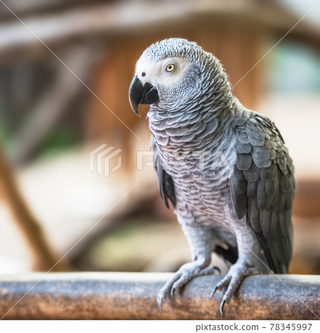 Baby macaw bird Baby macaw bird 78345997