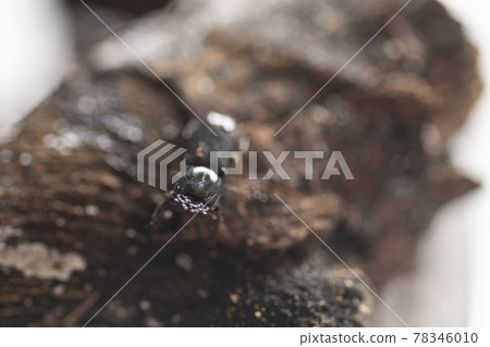 硫磺鍬蟲白色背景昆蟲鍬蟲鍬蟲 78346010