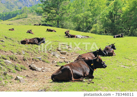 Sanseong ranch in early summer Sanseong ranch in early summer 78346011