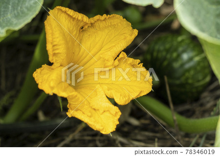 南瓜地 南瓜地南瓜 農業地 菜地 蔬菜栽培 花卉 南瓜花 南瓜花 78346019