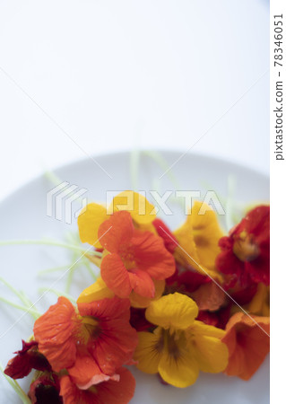 金蓮花食用花草本花卉食用花金蓮花 78346051