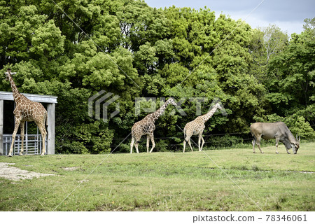 Nonhoi Park Eland 和動漫長頸鹿 78346061