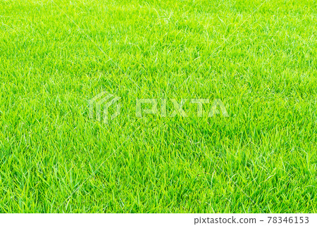 Green grass field Green grass field 78346153