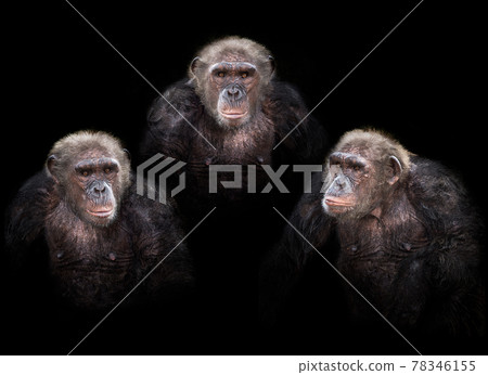 Old chimpanzee group Old chimpanzee group 78346155