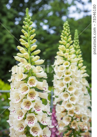 Digitalis 78346180