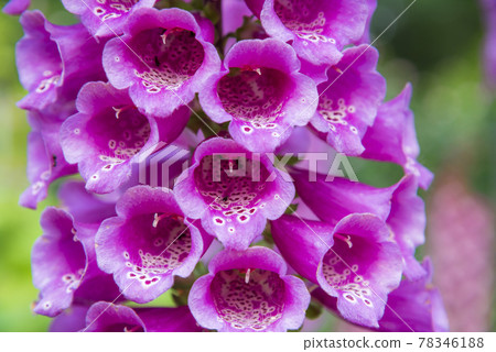 Digitalis 78346188