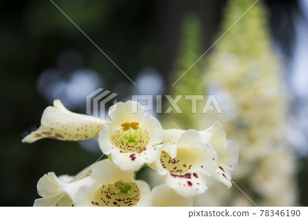 Digitalis 78346190