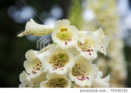 Digitalis 78346191