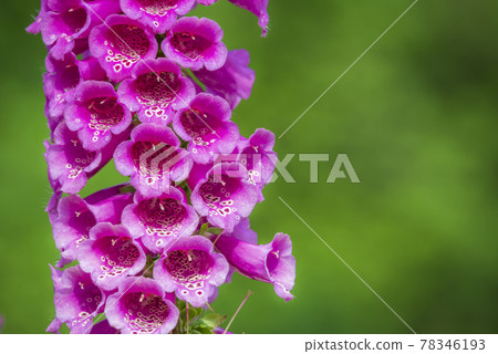 Digitalis 78346193