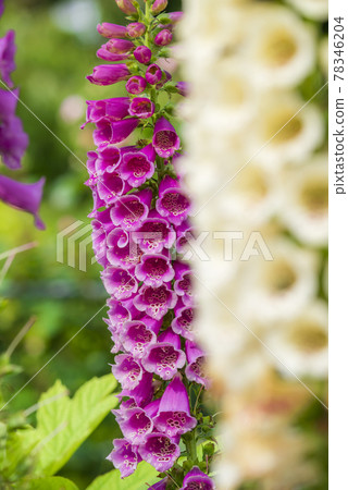 Digitalis 78346204