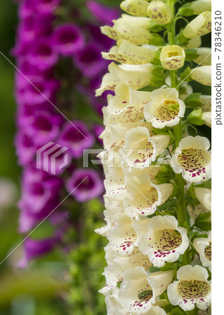 Digitalis 78346210