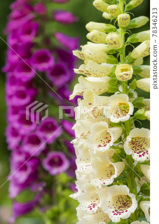 Digitalis 78346213