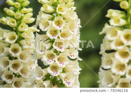 Digitalis 78346216