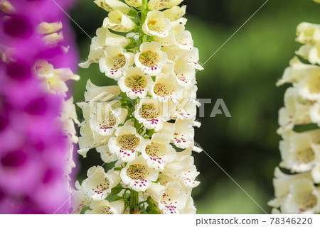 Digitalis 78346220
