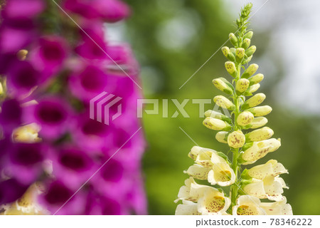 Digitalis 78346222