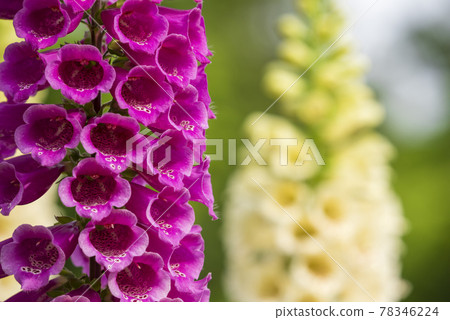 Digitalis 78346224