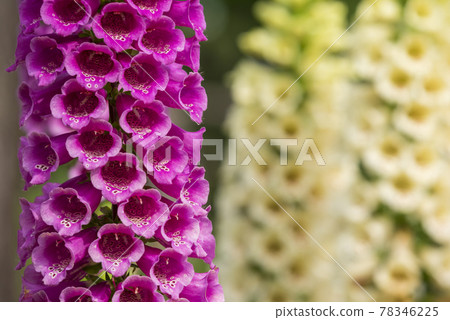 Digitalis 78346225