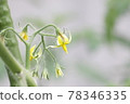 Tomato flowers 78346335