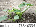 Taro germination 78346336