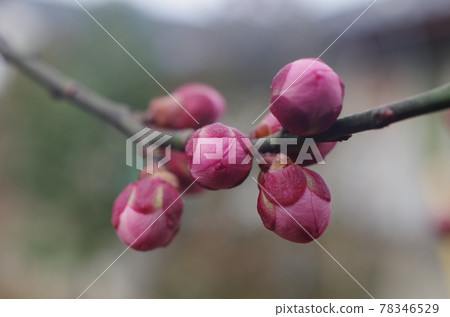 冬天長出硬芽的梅樹 冬天長出硬芽的梅樹 78346529