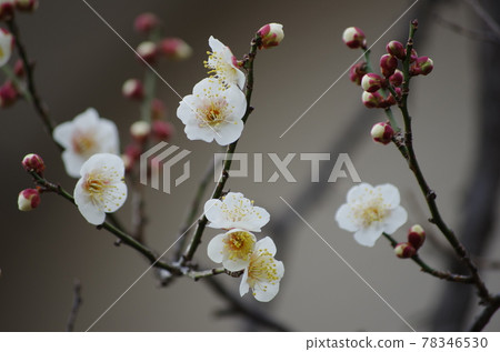 寒冬裡開滿鮮花的白李子 寒冬裡開滿鮮花的白李子 78346530