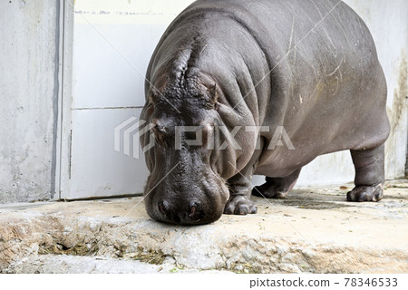 Nonhoi 公園的河馬 78346533