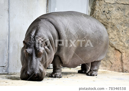 Hippopotamus at Nonhoi Park Hippopotamus at Nonhoi Park 78346538