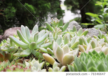 Garden succulents Garden succulents 78346647