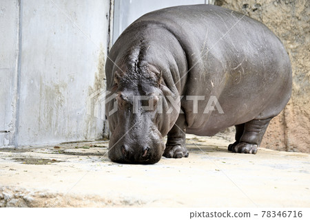 Nonhoi 公園的河馬 78346716