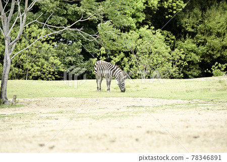 農海公園的格蘭特斑馬 78346891