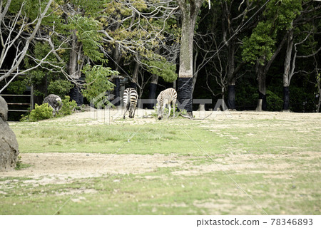 Grant's zebra at Nonhoi Park Grant's zebra at Nonhoi Park 78346893