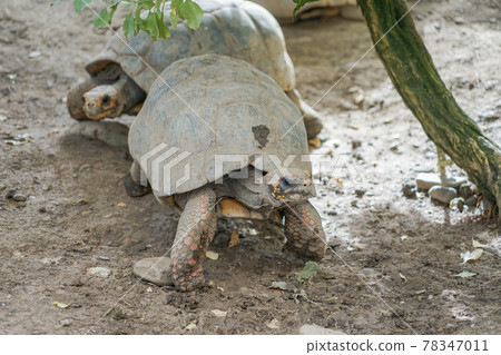 Yellow turtle 78347011
