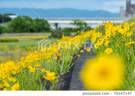 《愛知縣》名古屋市矢田川金雞菊 《愛知縣》名古屋市矢田川金雞菊 78347147