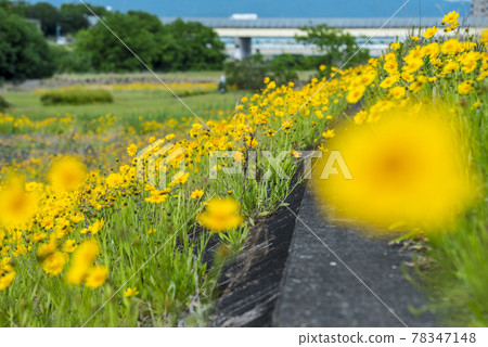 《愛知縣》名古屋市矢田川金雞菊 《愛知縣》名古屋市矢田川金雞菊 78347148