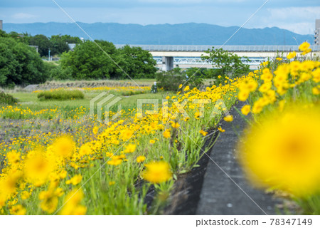 《愛知縣》名古屋市矢田川金雞菊 《愛知縣》名古屋市矢田川金雞菊 78347149