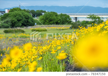 《愛知縣》名古屋市矢田川金雞菊 78347150