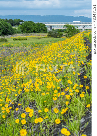 《愛知縣》名古屋市矢田川金雞菊 《愛知縣》名古屋市矢田川金雞菊 78347151