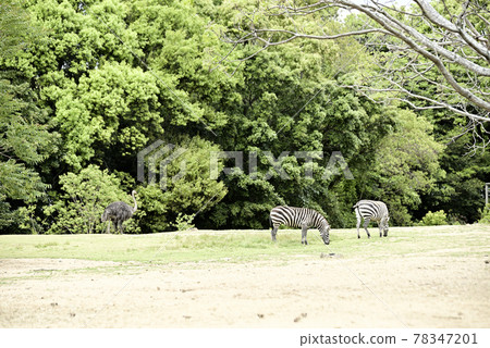 Grant's zebra at Nonhoi Park Grant's zebra at Nonhoi Park 78347201