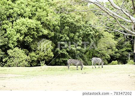 農海公園的格蘭特斑馬 78347202