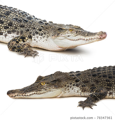 Crocodile isolated Crocodile isolated 78347361