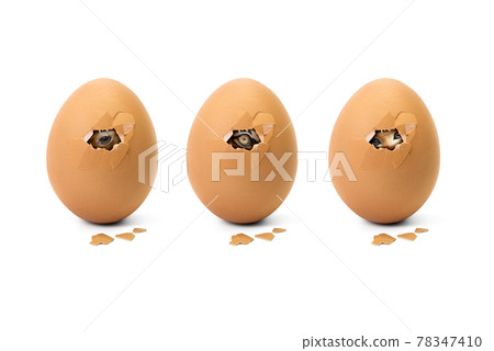 Animal eye in broken egg 78347410
