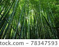  Bamboo grove 78347593