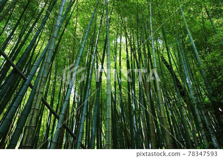 Bamboo grove Bamboo grove 78347593