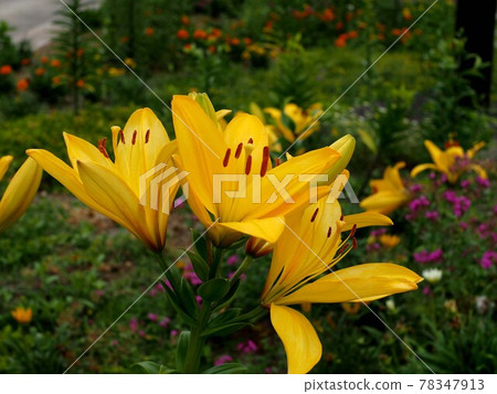 Yellow lily blooming in the flowerbed of the park 78347913