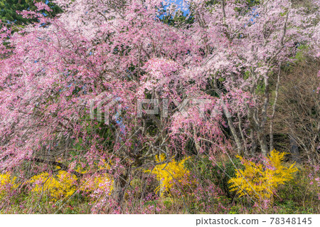 Kwangju temple 78348145