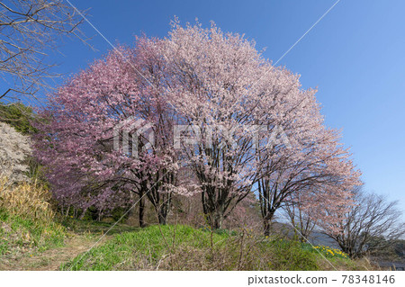 Kwangju temple 78348146